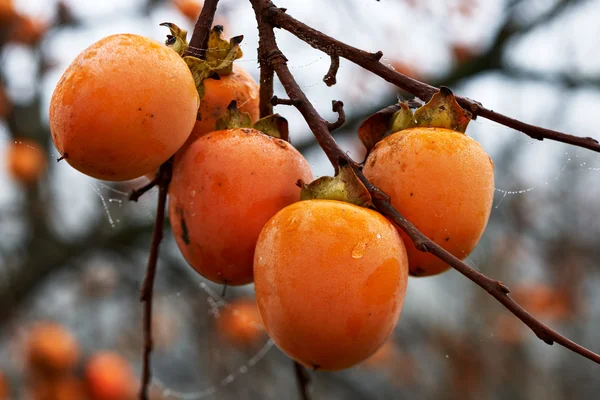 Fruits of persimmon — Stock Photo, Image