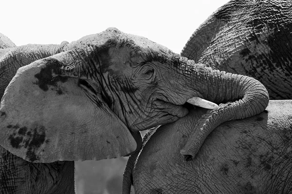 Retrato de un elefante joven en blanco y negro — Foto de Stock