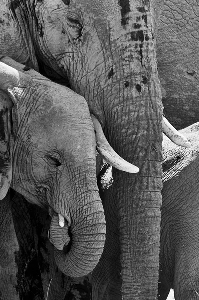 Porträtt av en ung elefant och hans mamma — Stockfoto