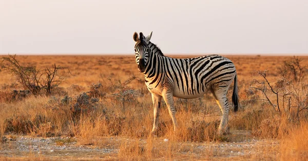 Ensam Zebra i Afrikansk savann — Stockfoto