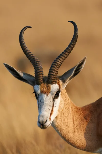 Portret pięknej Springbok — Zdjęcie stockowe