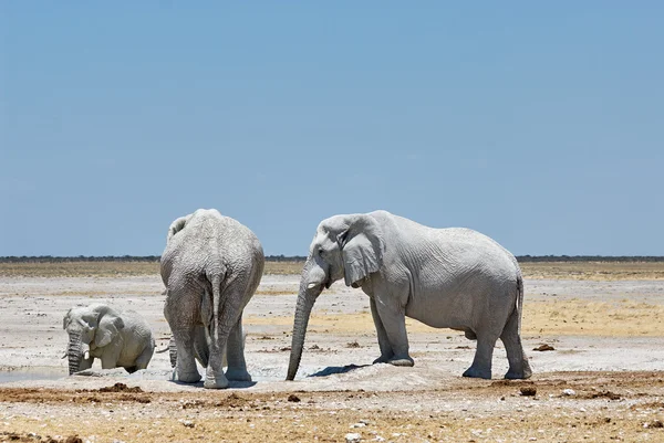 Elefanten trinken aus einem Wasserloch — Stockfoto