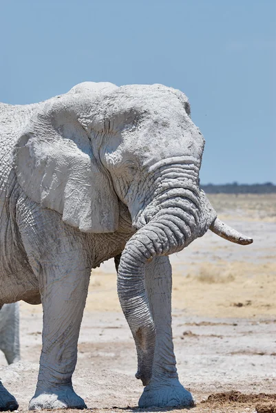 Portrait d'un gros éléphant — Photo