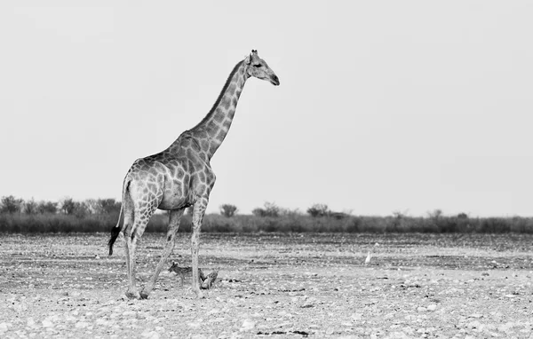 Giraffe gefotografeerd in zwart-wit — Stockfoto