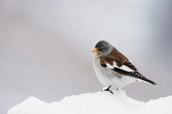 Finch de neve alado branco — Fotografia de Stock
