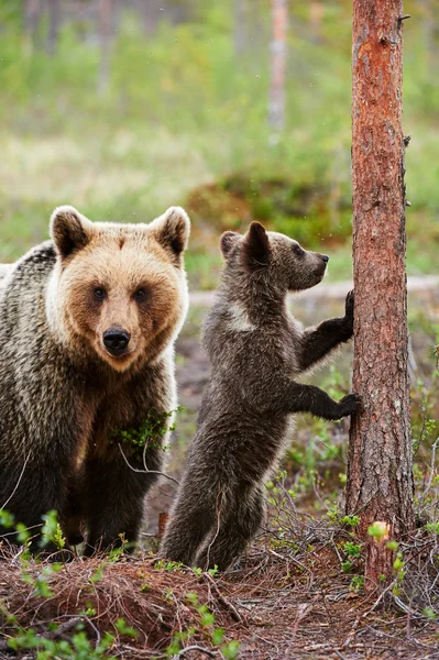 Мати ведмідь з дитиною — стокове фото