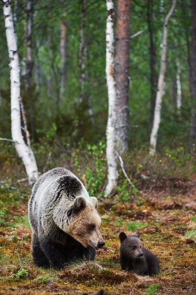 Moeder beer met haar cub — Stockfoto