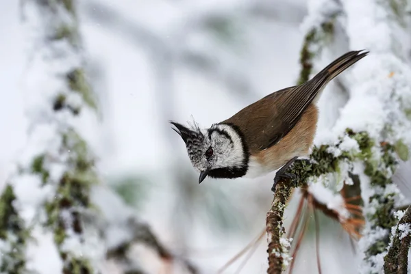 European crested tit — Stock Photo, Image