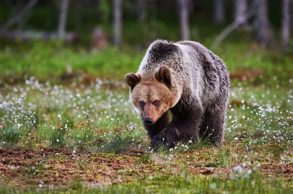 Brun björn promenader i den Lappländska Taigan — Stockfoto