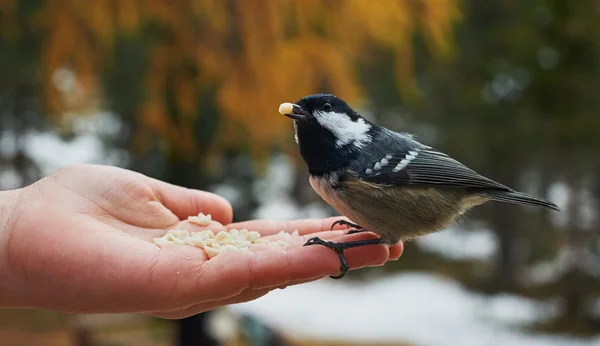Confident tit eating from hand — Stock Photo, Image