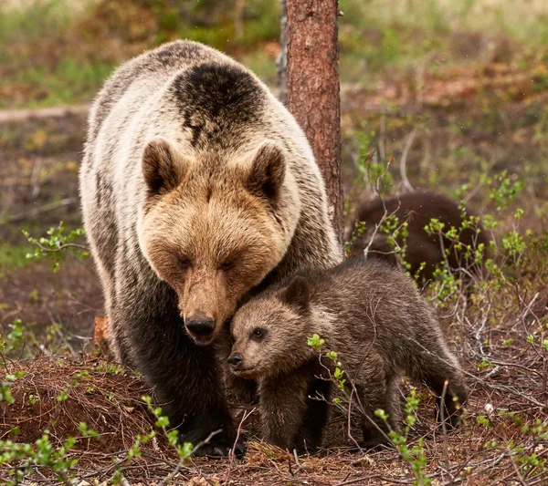 Madre orsa e cucciolo — Foto Stock