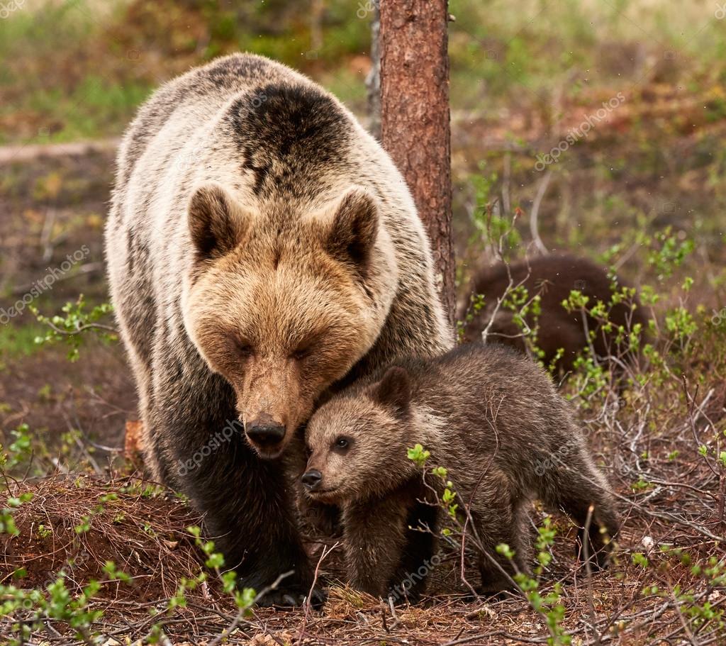 Mother bear and Cub Stock Photo by ©LuaAr 92277218