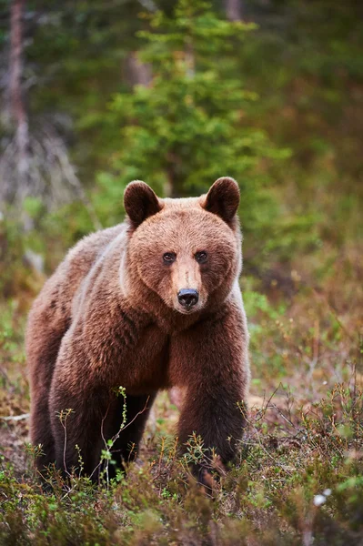 Vadon élő barna medve — Stock Fotó