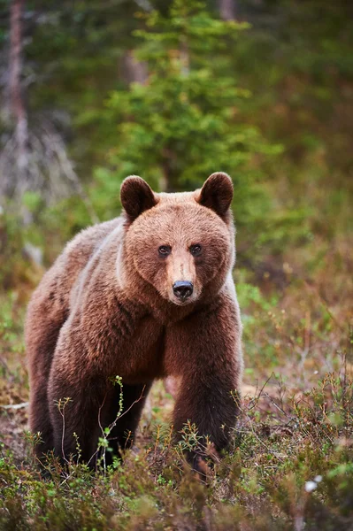 Wild bruine beer — Stockfoto