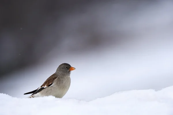 Beyaz kanatlı kar serçesi — Stok fotoğraf