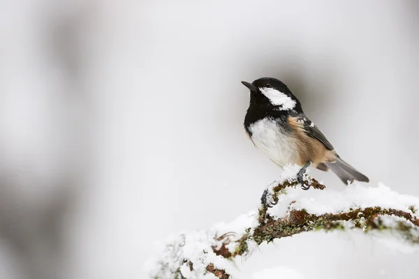 Teta de carbón en invierno — Foto de Stock