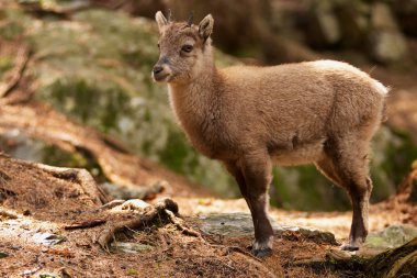 Güzel bebek dağ keçisi