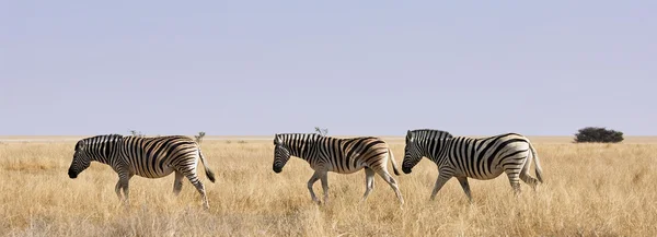Tři zebry v africké savany — Stock fotografie