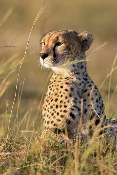 Retrato de un guepardo hermoso — Foto de Stock