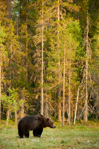 Orso bruno selvatico — Foto Stock