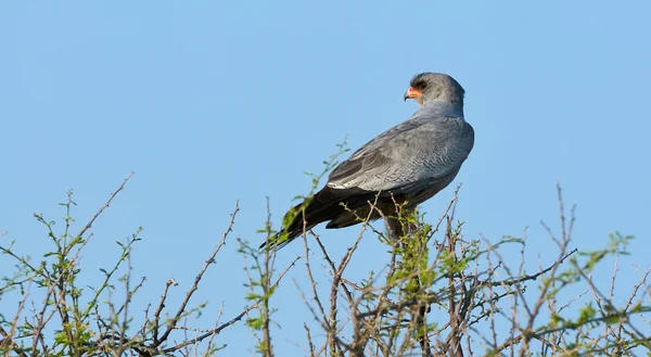 Pale Chanting Goshawk — Stock Photo, Image