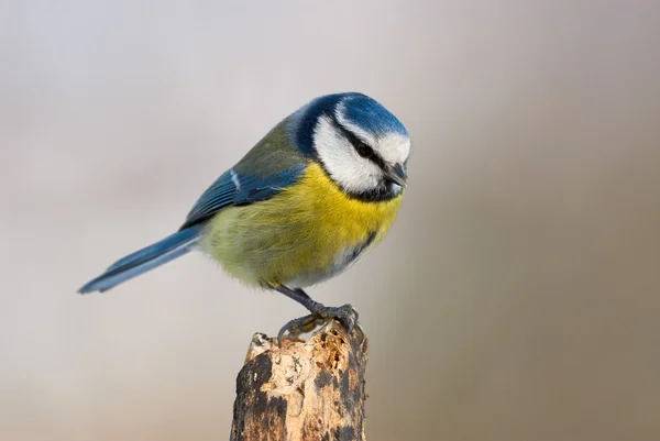 Hermosa teta azul — Foto de Stock