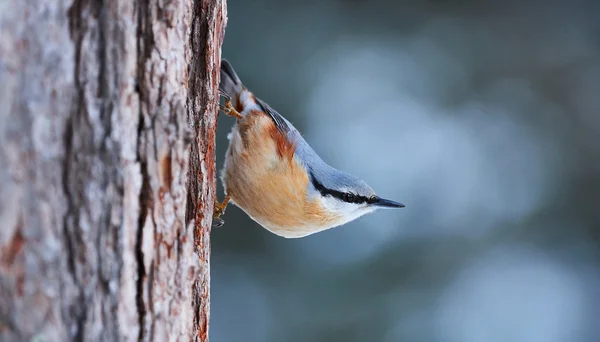 Nötväcka uppflugen på en stam — Stockfoto