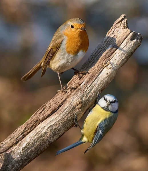 European Robin and blue tit — Stock Photo, Image