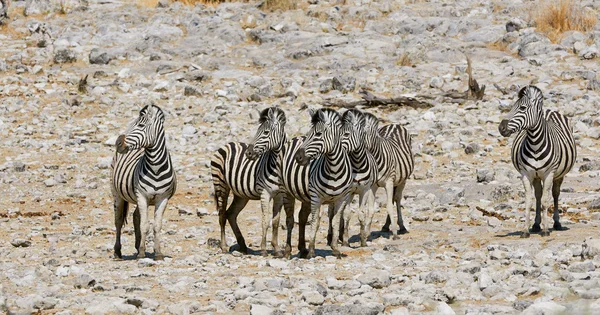 アフリカ公園のシマウマのグループ — ストック写真