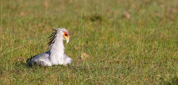 Secretarybird 잔디에 웅크리고 — 스톡 사진