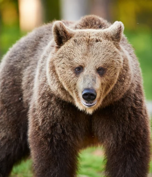 Dziki niedźwiedź brunatny — Zdjęcie stockowe