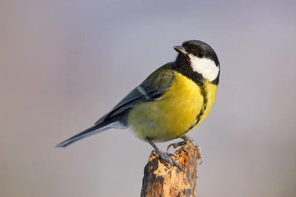 Schöne Kohlmeise — Stockfoto