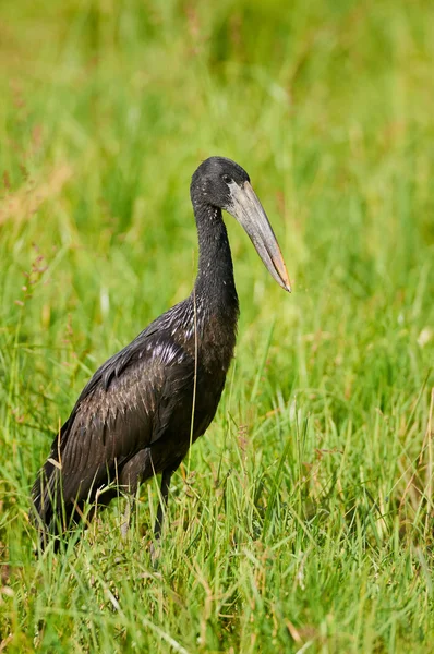 Offenschnabelstorch — Stockfoto