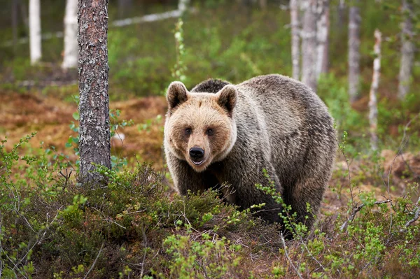 Urso pardo selvagem — Fotografia de Stock