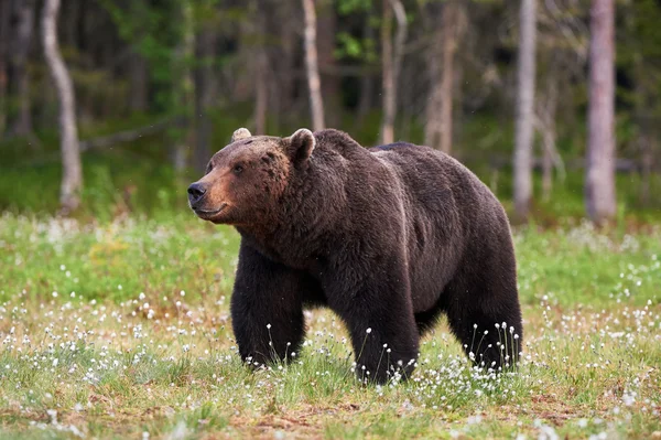 Brunbjørn i skogen – stockfoto