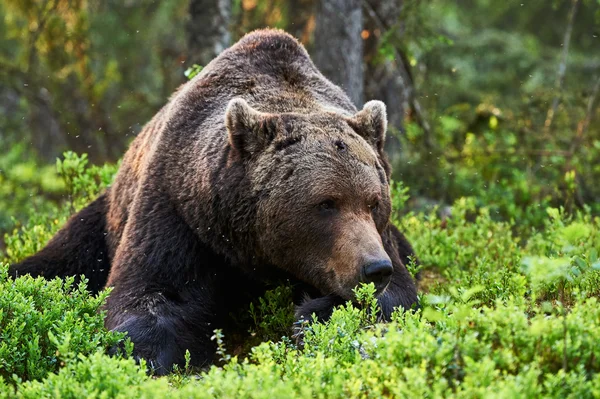 Urso castanho atencioso — Fotografia de Stock
