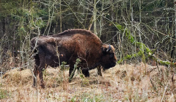Bisonte europeo in pericolo — Foto Stock
