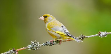 Güzel erkek Greenfinch