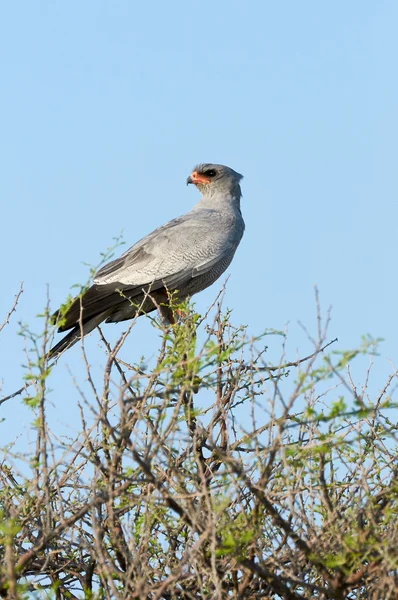 Pale Chanting Goshawk — Stock Photo, Image