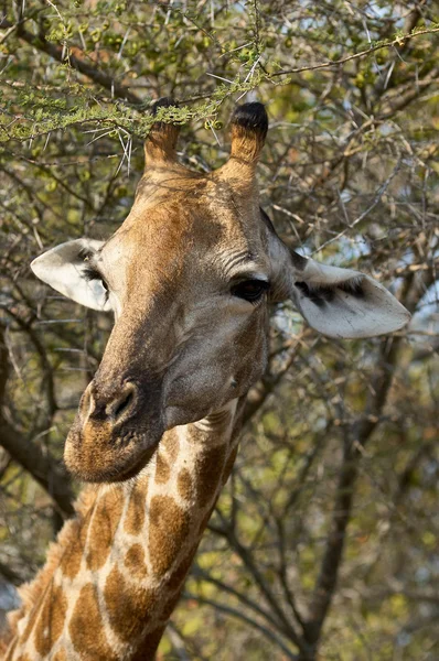 Portrait of a beautiful giraffe — Stock Photo, Image