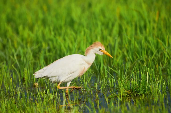 Kuhreiher im Reisfeld — Stockfoto