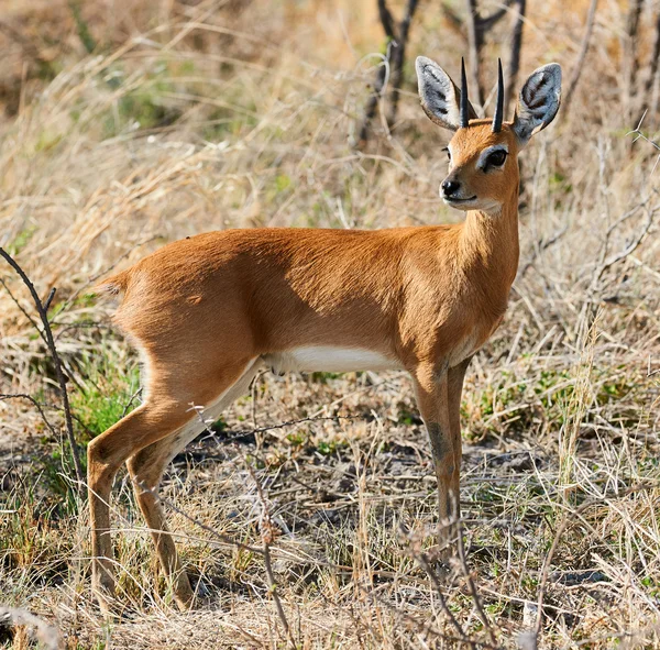 Steenbok un pequeño antílope africano —  Fotos de Stock