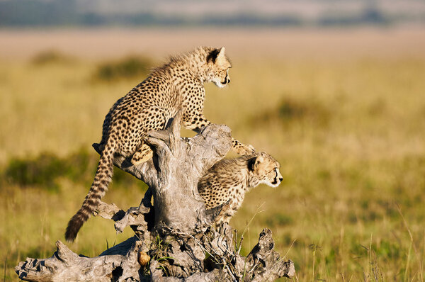 Two young cheetahs