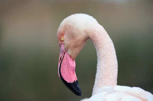 Porträtt av en flamingo — Stockfoto
