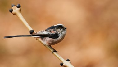 beautiful long-tailed tit clipart