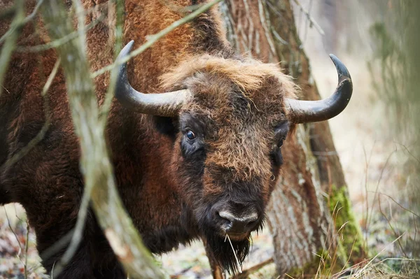 Ευρωπαϊκή bison πορτρέτο — Φωτογραφία Αρχείου