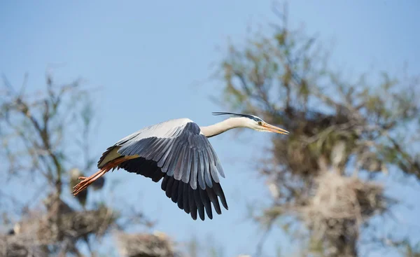 Grey heron in flight — Stock Photo, Image