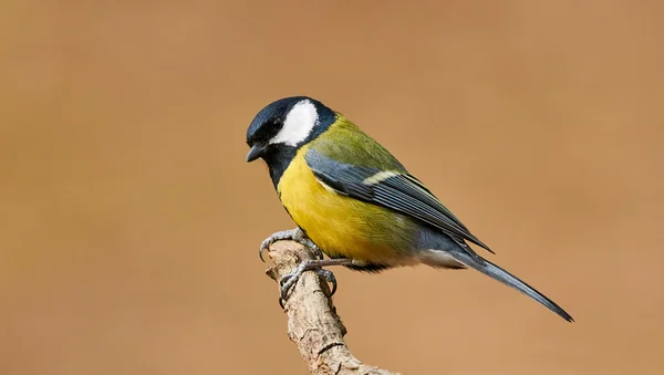 Schöne Kohlmeise — Stockfoto