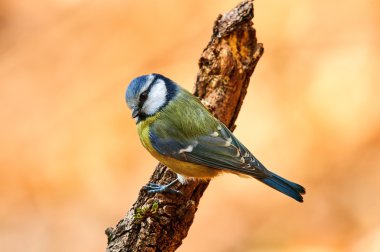 Güzel Mavi baştankara