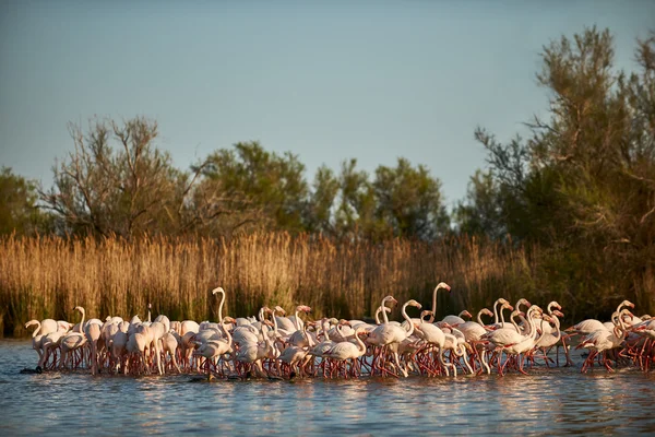 Vacker samling av flamingos — Stockfoto